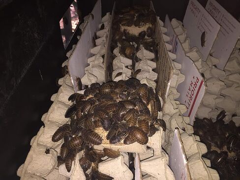 BadAssBugs™ 2LB Premium Dubia Roach & Cricket Chow in Kuwait