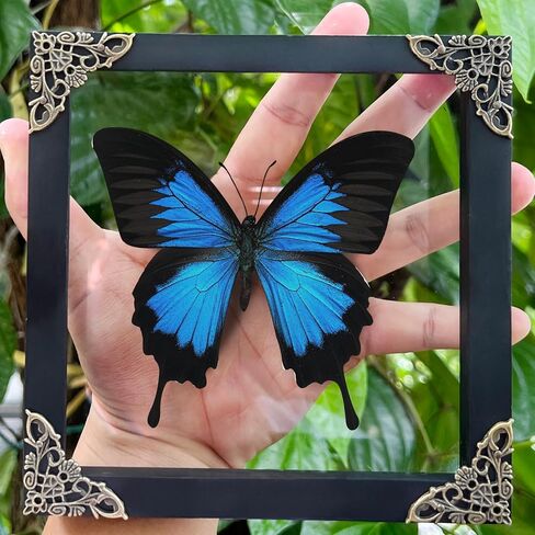 Real Swallowtail Butterfly Wooden Framed Shadow Box Dried Handmade Insect Lover Taxidermy Dead Bug Taxadermy Specimen Wall Decor Living Home K16-28-KINH in Saudi Arabia