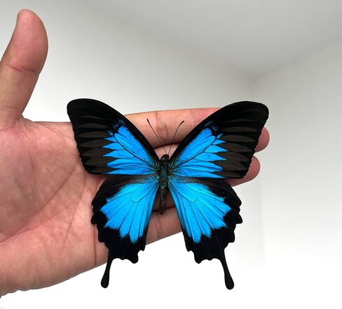 Real Swallowtail Butterfly Wooden Framed Shadow Box Dried Handmade Insect Lover Taxidermy Dead Bug Taxadermy Specimen Wall Decor Living Home K16-28-KINH in Saudi Arabia